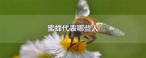 蜜蜂代表什么 大門防塵條